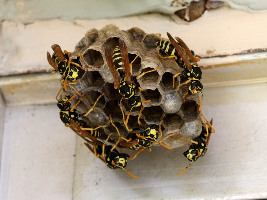 Spring Update for Bees & Wasps