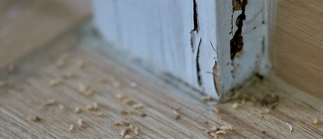 Termites in your home?
